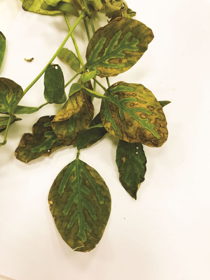 Fusarium de soia