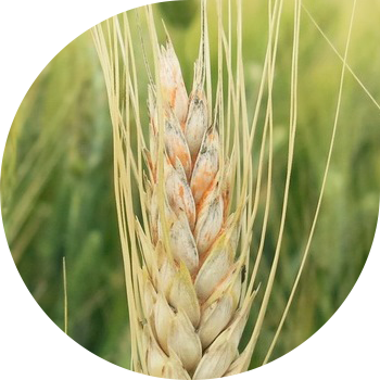 Fusarium al urechii de grâu