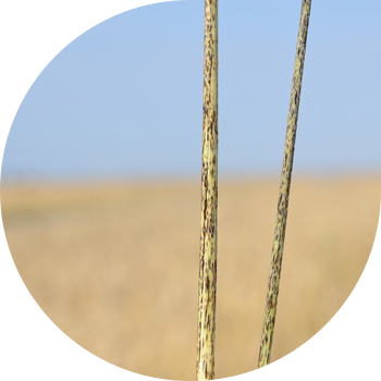 Tulpina (liniară) rugina cerealelor