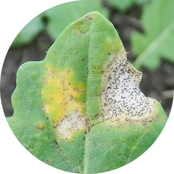 Fomoză de Canola