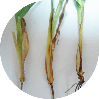 Putregaiul rădăcinii Fusarium al cerealelor