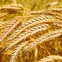 Produse din cereale